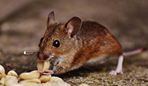 24 Hour & Emergency Exterminators in Kings Canyon, CA